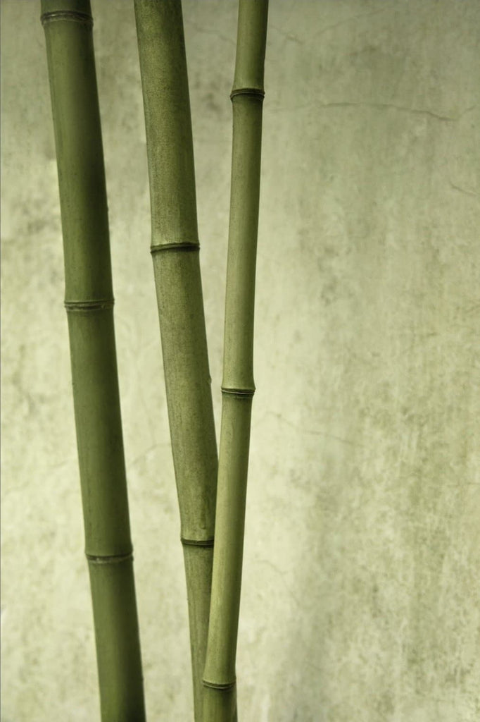 Limited Edition, Fine Art Photo Print Art for sale by Paris photographer, Heidi Jean Studio Paris. Nature, green art. Original, minimalist art prints to decorate your interior spaces. 